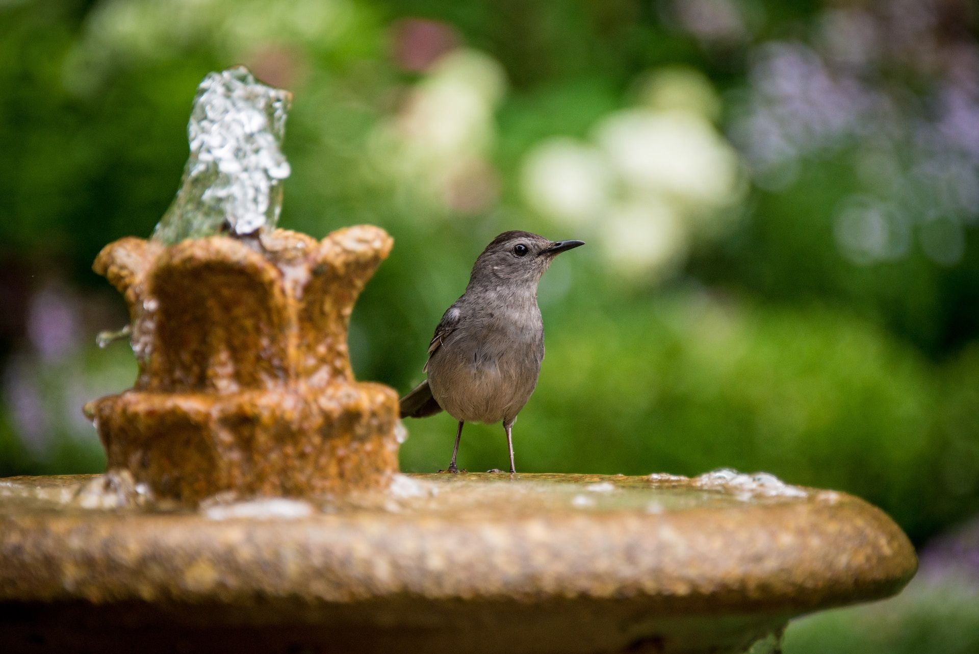 Ein Vogel in der Familie der Spottdrosseln sitzt auf einem Springbrunnen