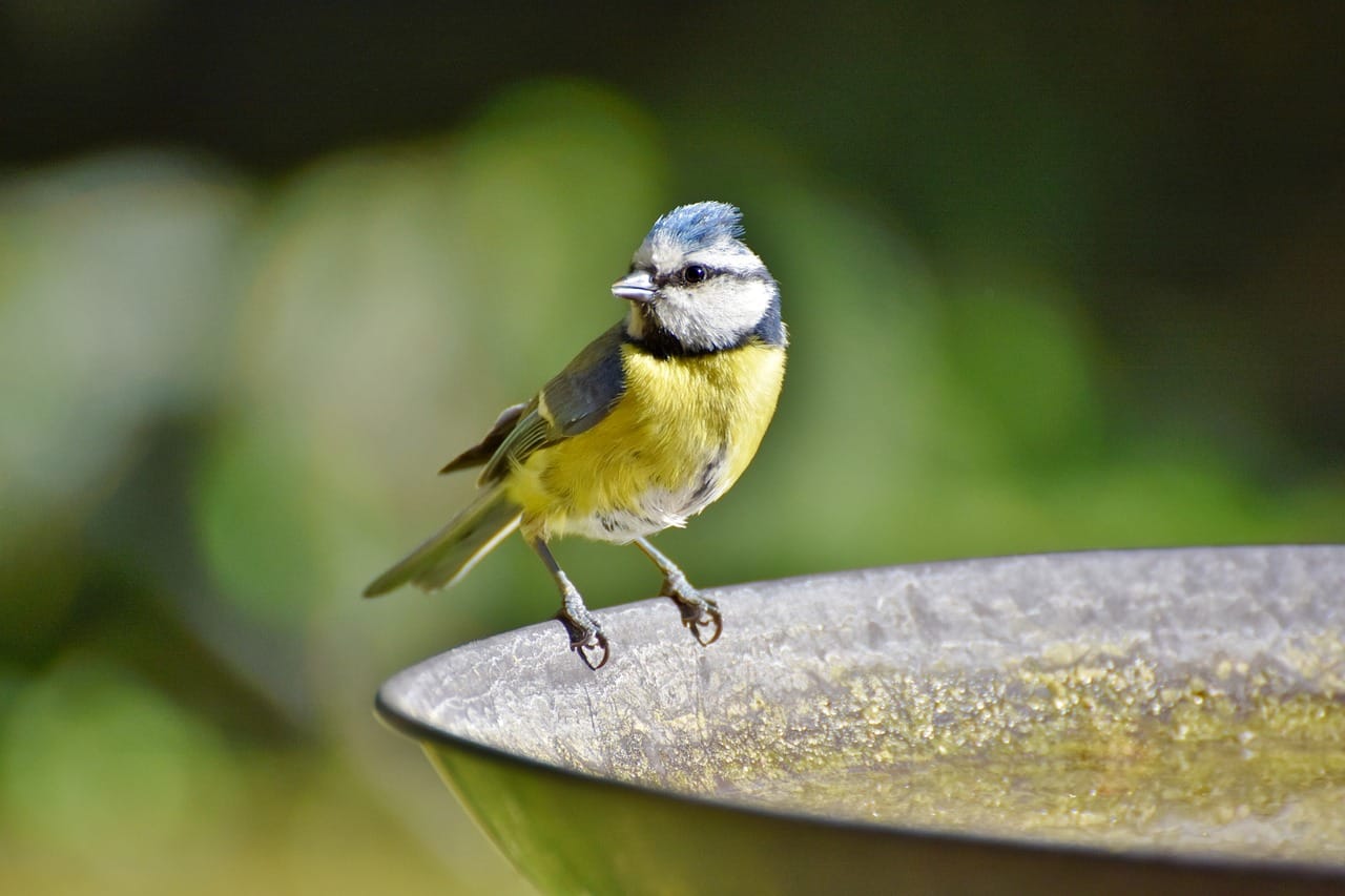 Blaumeise auf einer Vogeltränke aus Metall