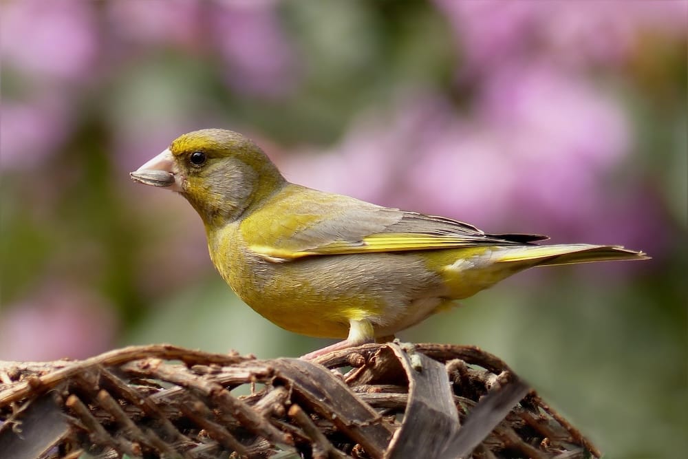 Grünfink mit Sonnenblumenkern im Schnabel