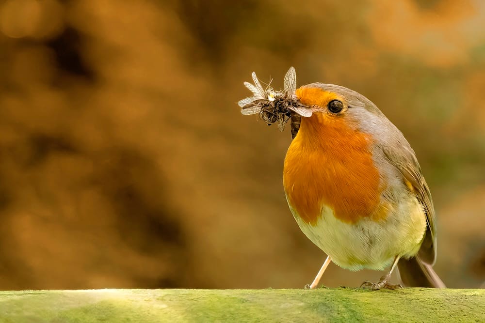 Rotkehlchen mit Insekten im Schnabel