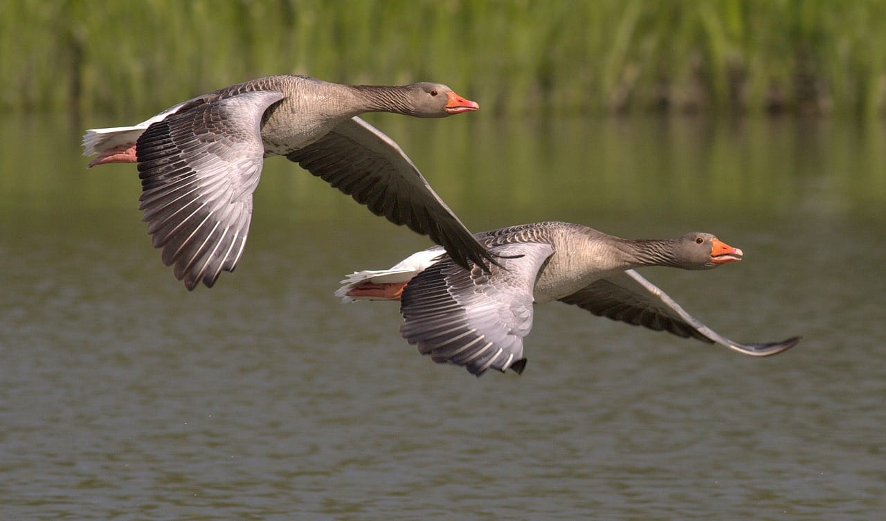 Zwei Graugänse fliegen über Wasser