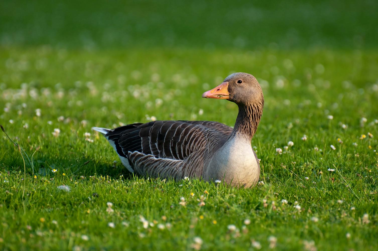 Eine Graugans schaut frech auf einer Wiese