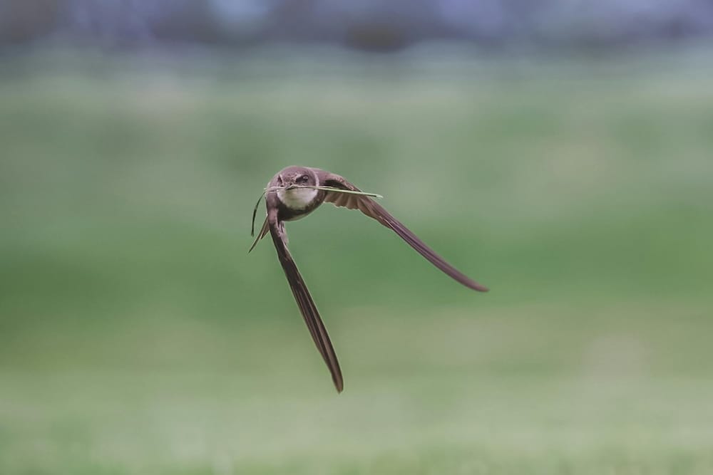 Mauersegler fliegt mit Nistmaterial im Schnabel