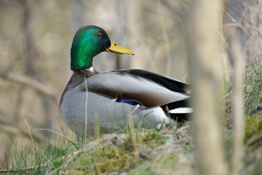 Stockente schaut sich auf Land um