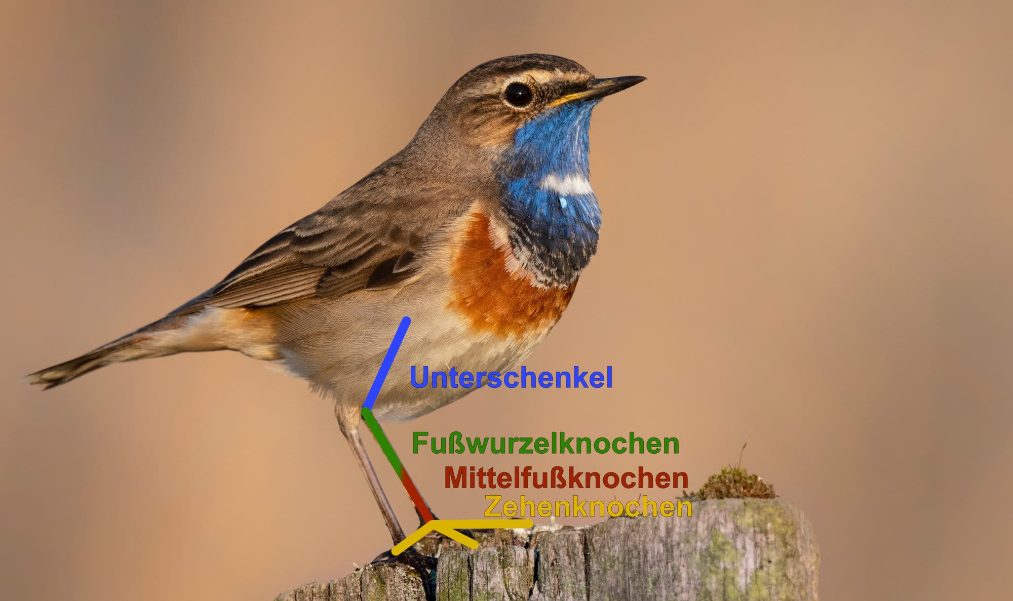 Die verschiedenen Knochen (außer Oberschenkel) im Bein eines Vogels annotiert: Zehenknochen, Fußwurzelknochen verschmolzen mit dem Mittelfußknochen und der Unterschenkel