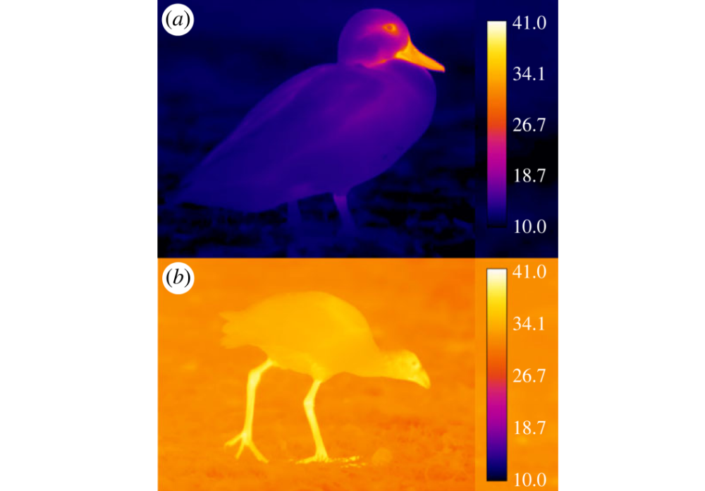 Wärmebild einer Augenbrauenente, wo die Beine sich der Umgebungstemperatur angleichen und eines Purpurhuhns, wo die Beine wärmer als die Umgebung sind