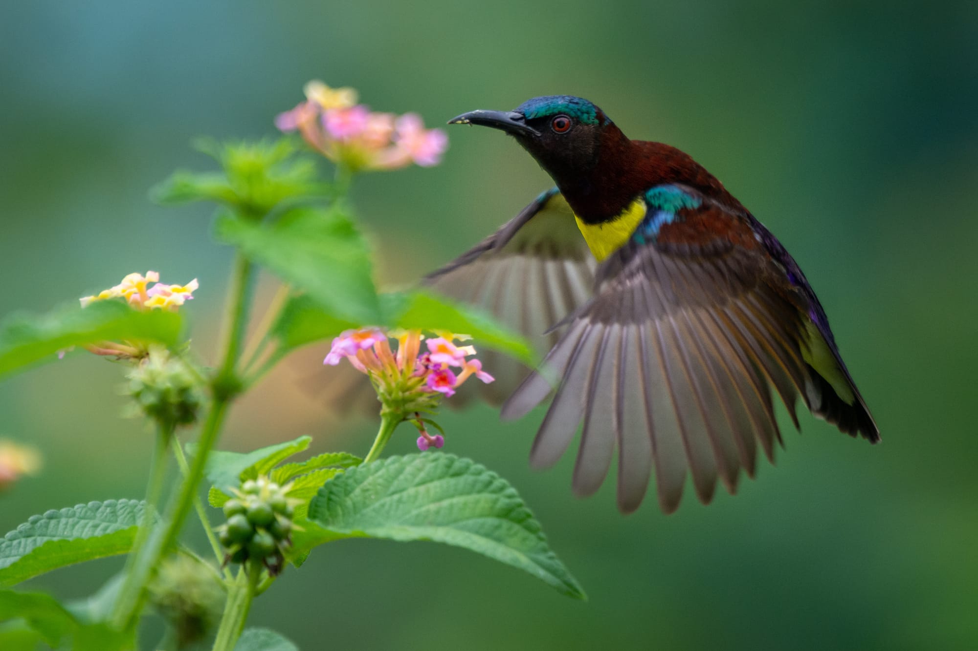 Ein Indiennektarvogel fliegt vor Blüten