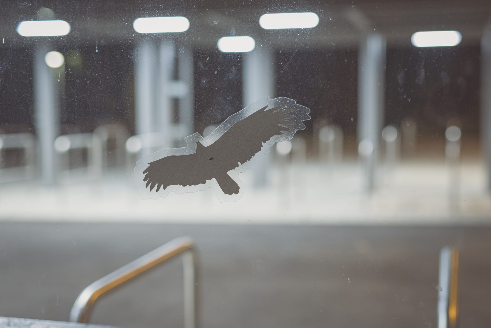 Silhoeutte eines Greifvogels auf einem Fenster