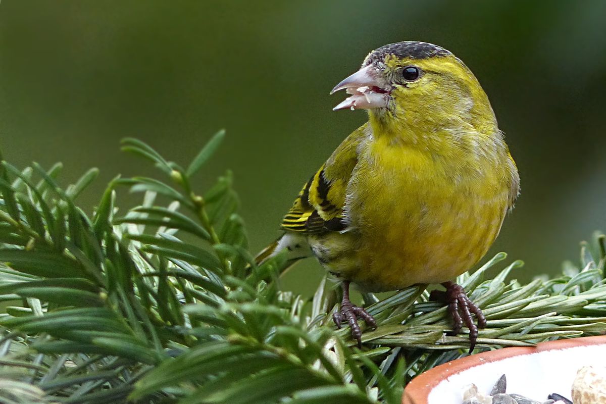 Erlenzeisig Steckbrief - Heimatvogel