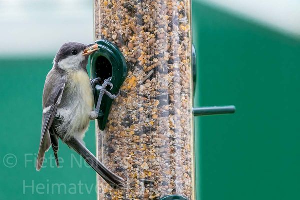Warum eigentlich Vögel füttern?