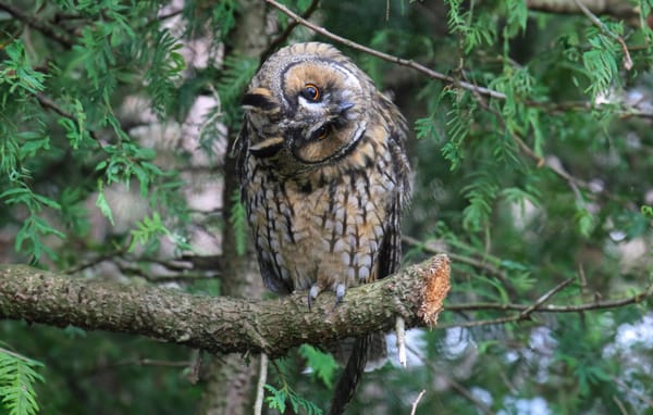 Was ist das für ein lauter Ruf, den ich nachts höre? Vielleicht eine Waldohreule?
