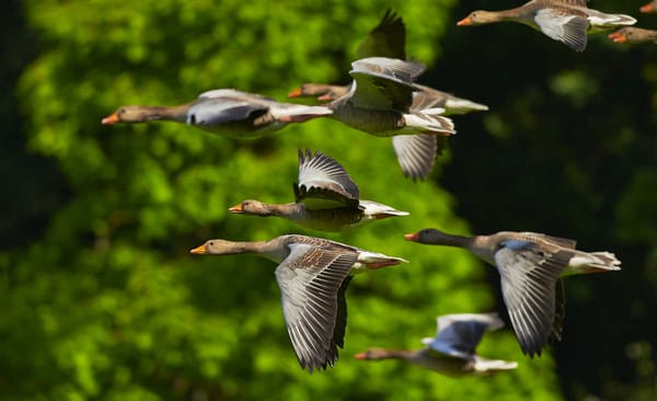 Gänse im späten Herbst beobachten
