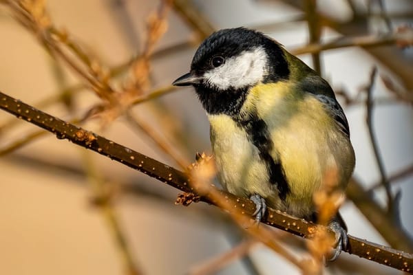 Ergebnisse Stunde der Wintervögel 2025