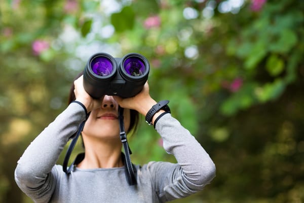 Ein wenig Zeit verbleibt: Stunde der Gartenvögel 2025