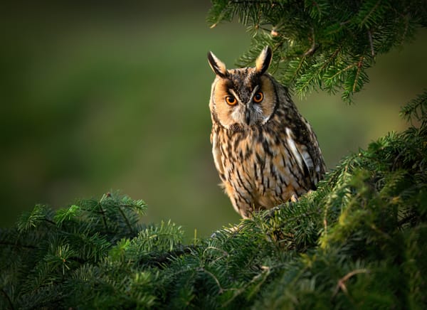 Vogel des Jahres 2026 - Die Kandidaten stehen fest