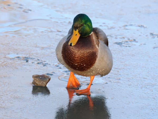 Warum können Vögel problemlos auf Eis stehen?