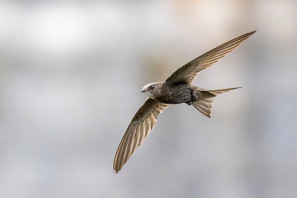 Wann ziehen die Mauersegler in den Süden?
