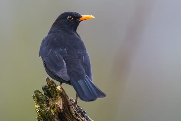 Amsel auf einem Ast