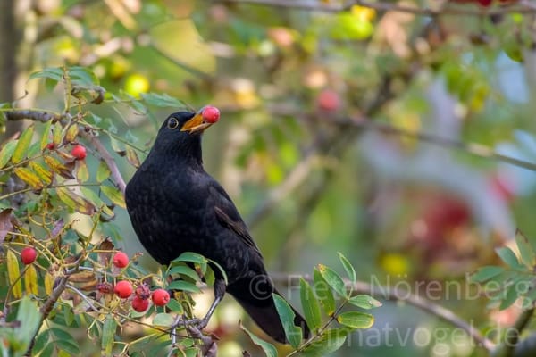 Amsel auf einem Ast mit einer Beere im Schnabel