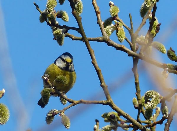 Studie stellt Singvögel als Bestäuber von Pflanzen in Mitteleuropa fest